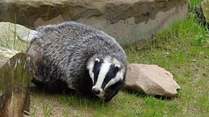 Badger cull consultation reveals concerns about public safety